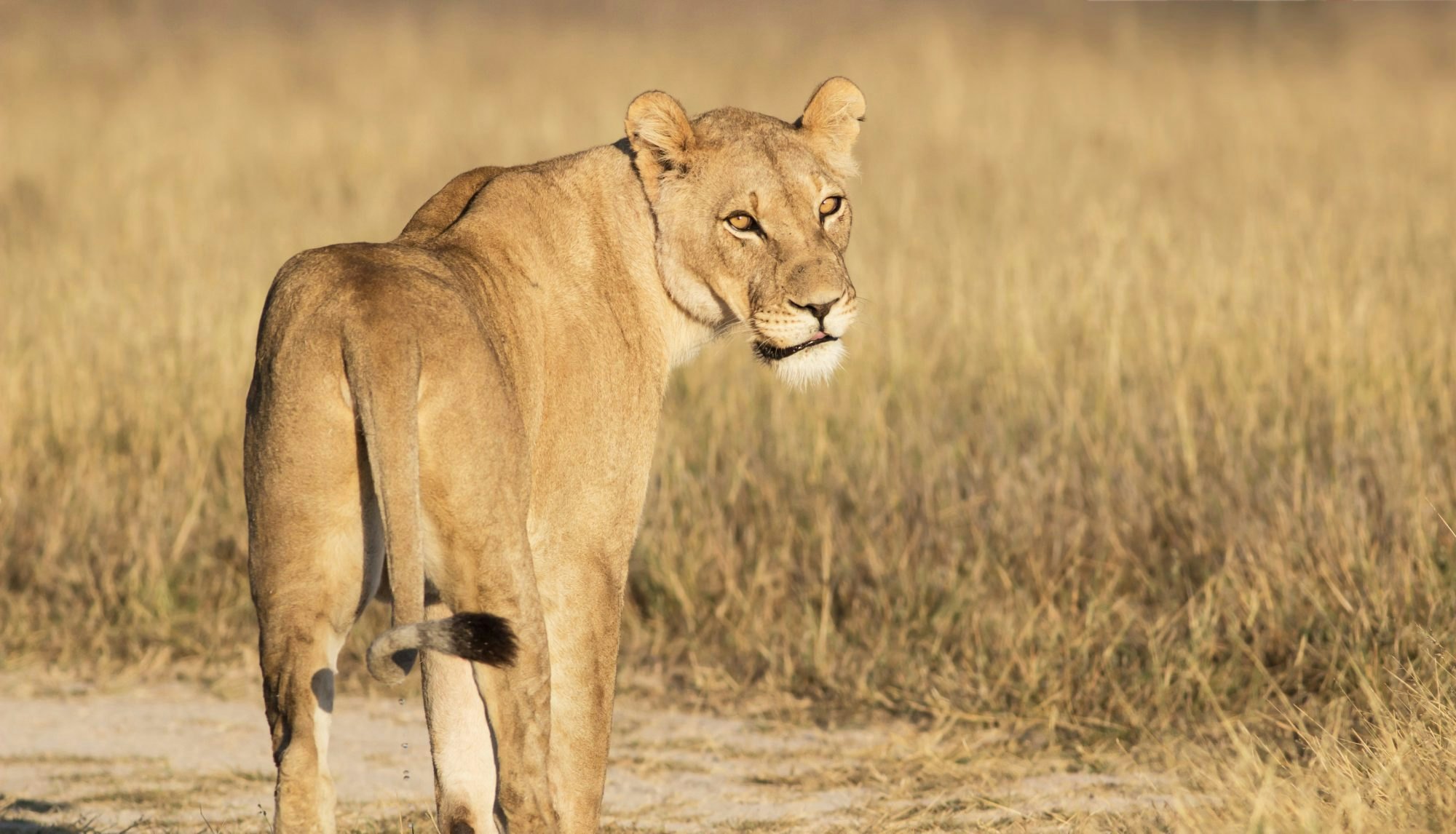 portrait of a lioness standing in the dry grassland of Khutse Game Reserve, Botswana, Africa; Shutterstock ID 220553704; your: Bridget Brown; gl: 65050; netsuite: Online Editorial; full: POI Image Update